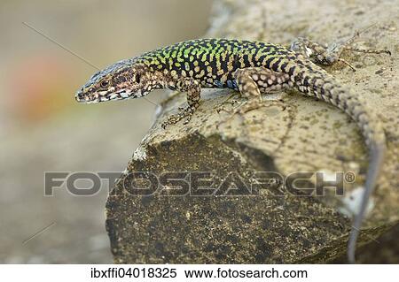 "Wall lizard (Podarcis muralis maculiventris), adult, Tuscany, Italy, Europe" View Large Photo Image Stock Photography - "Wall lizard (Podarcis muralis maculiventris), adult, Tuscany, Italy, Europe". Fotosearch