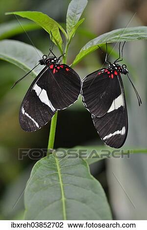 "Wallace's Longwing (Heliconius wallacei), native to Ecuador, butterfly house, Forgaria nel Friuli, Udine province, Italy, Europe" View Large Photo Image Stock Image - "Wallace's Longwing (Heliconius wallacei), native to Ecuador, butterfly house, Forgaria nel Friuli, Udine province, Italy, Europe". Fotosearch