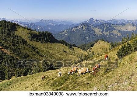 "Wallenburg alpine pasture at Mt Croda Rossa or Rotwand, Mt Risserkogel on the right at the back, Spitzingsee lake area, Mangfall mountains, Upper Bavaria, Bavaria, Germany, Europe" View Large Photo Image Stock Photo - "Wallenburg alpine pasture at Mt Croda Rossa or Rotwand, Mt Risserkogel on the right at the back, Spitzingsee lake area, Mangfall mountains, Upper Bavaria, Bavaria, Germany, Europe". Fotosearch