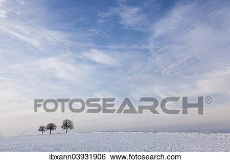 "Walnut Trees (Juglans regia) in a snow-covered field against a cloudy sky, Southern Palatinate, Rhineland-Palatinate, Germany, Europe" View Large Photo Image Stock Photograph - "Walnut Trees (Juglans regia) in a snow-covered field against a cloudy sky, Southern Palatinate, Rhineland-Palatinate, Germany, Europe". Fotosearch
