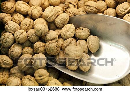 "Walnuts (Juglans regia) with scoop, Wuppertal, North Rhine-Westphalia, Germany, Europe" View Large Photo Image Stock Photo - "Walnuts (Juglans regia) with scoop, Wuppertal, North Rhine-Westphalia, Germany, Europe". Fotosearch