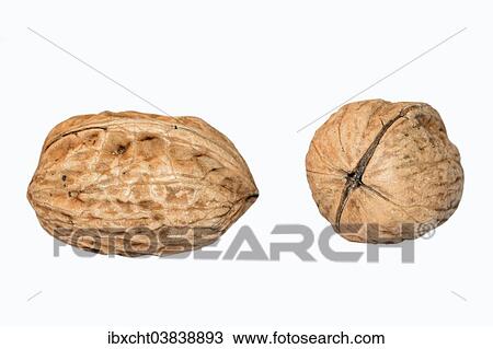 Walnuts View Large Photo Image Stock Image - Walnuts. Fotosearch