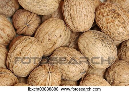Walnuts View Large Photo Image Stock Photo - Walnuts. Fotosearch