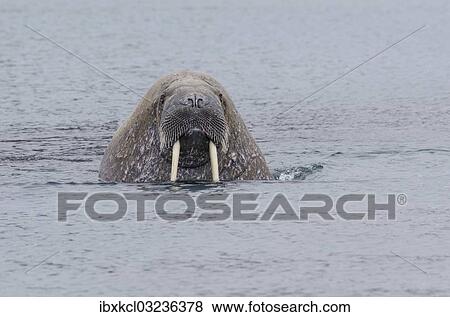 "Walrus (Odobenus rosmarus), male, Phippsoya, Sjuoyane, Svalbard Archipelago, Svalbard and Jan Mayen, Norway, Europe" View Large Photo Image Stock Photo - "Walrus (Odobenus rosmarus), male, Phippsoya, Sjuoyane, Svalbard Archipelago, Svalbard and Jan Mayen, Norway, Europe". Fotosearch