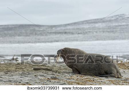 "Walrus (Odobenus rosmarus) on a beach, Phippsoya, Sjuoyane, Svalbard Archipelago, Svalbard and Jan Mayen, Norway, Europe" View Large Photo Image Stock Image - "Walrus (Odobenus rosmarus) on a beach, Phippsoya, Sjuoyane, Svalbard Archipelago, Svalbard and Jan Mayen, Norway, Europe". Fotosearch