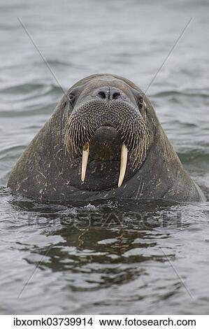 "Walrus (Odobenus rosmarus), Phippsoya, Sjuoyane, Svalbard Archipelago, Svalbard and Jan Mayen, Norway, Europe" View Large Photo Image Picture - "Walrus (Odobenus rosmarus), Phippsoya, Sjuoyane, Svalbard Archipelago, Svalbard and Jan Mayen, Norway, Europe". Fotosearch