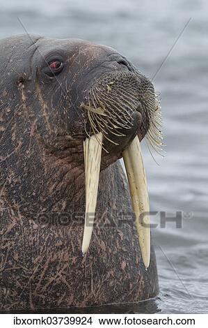"Walrus (Odobenus rosmarus), Phippsoya, Sjuoyane, Svalbard Archipelago, Svalbard and Jan Mayen, Norway, Europe" View Large Photo Image Picture - "Walrus (Odobenus rosmarus), Phippsoya, Sjuoyane, Svalbard Archipelago, Svalbard and Jan Mayen, Norway, Europe". Fotosearch