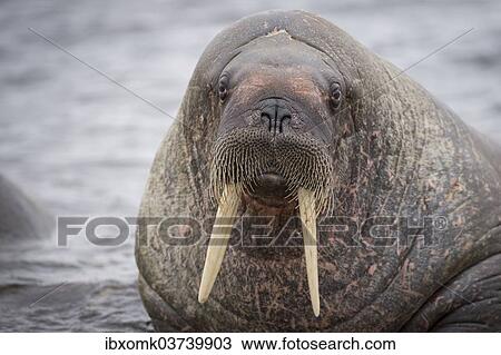 "Walrus (Odobenus rosmarus), Phippsoya, Sjuoyane, Svalbard Archipelago, Svalbard and Jan Mayen, Norway, Europe" View Large Photo Image Stock Image - "Walrus (Odobenus rosmarus), Phippsoya, Sjuoyane, Svalbard Archipelago, Svalbard and Jan Mayen, Norway, Europe". Fotosearch