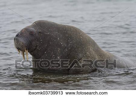 "Walrus (Odobenus rosmarus), Phippsoya, Sjuoyane, Svalbard Archipelago, Svalbard and Jan Mayen, Norway, Europe" View Large Photo Image Stock Image - "Walrus (Odobenus rosmarus), Phippsoya, Sjuoyane, Svalbard Archipelago, Svalbard and Jan Mayen, Norway, Europe". Fotosearch