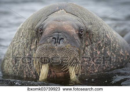 "Walrus (Odobenus rosmarus), Phippsoya, Sjuoyane, Svalbard Archipelago, Svalbard and Jan Mayen, Norway, Europe" View Large Photo Image Stock Image - "Walrus (Odobenus rosmarus), Phippsoya, Sjuoyane, Svalbard Archipelago, Svalbard and Jan Mayen, Norway, Europe". Fotosearch