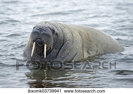 "Walrus (Odobenus rosmarus), Phippsoya, Sjuoyane, Svalbard Archipelago, Svalbard and Jan Mayen, Norway, Europe" View Large Photo Image Stock Image - "Walrus (Odobenus rosmarus), Phippsoya, Sjuoyane, Svalbard Archipelago, Svalbard and Jan Mayen, Norway, Europe". Fotosearch