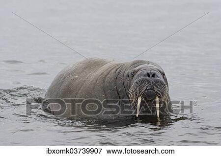 "Walrus (Odobenus rosmarus), Phippsoya, Sjuoyane, Svalbard Archipelago, Svalbard and Jan Mayen, Norway, Europe" View Large Photo Image Stock Photo - "Walrus (Odobenus rosmarus), Phippsoya, Sjuoyane, Svalbard Archipelago, Svalbard and Jan Mayen, Norway, Europe". Fotosearch