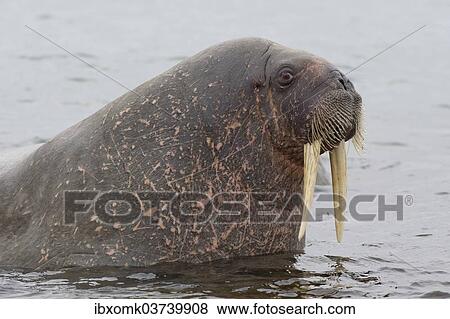 Stock Photo - "Walrus (Odobenus rosmarus), Phippsoya, Sjuoyane, Svalbard Archipelago, Svalbard and Jan Mayen, Norway, Europe". Fotosearch
