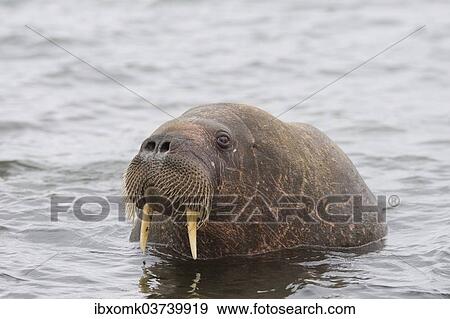 "Walrus (Odobenus rosmarus), Phippsoya, Sjuoyane, Svalbard Archipelago, Svalbard and Jan Mayen, Norway, Europe" View Large Photo Image Stock Photo - "Walrus (Odobenus rosmarus), Phippsoya, Sjuoyane, Svalbard Archipelago, Svalbard and Jan Mayen, Norway, Europe". Fotosearch