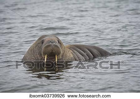 "Walrus (Odobenus rosmarus), Phippsoya, Sjuoyane, Svalbard Archipelago, Svalbard and Jan Mayen, Norway, Europe" View Large Photo Image Stock Photograph - "Walrus (Odobenus rosmarus), Phippsoya, Sjuoyane, Svalbard Archipelago, Svalbard and Jan Mayen, Norway, Europe". Fotosearch
