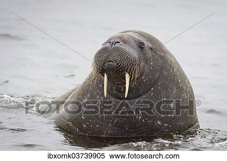 "Walrus (Odobenus rosmarus), Phippsoya, Sjuoyane, Svalbard Archipelago, Svalbard and Jan Mayen, Norway, Europe" View Large Photo Image Stock Photography - "Walrus (Odobenus rosmarus), Phippsoya, Sjuoyane, Svalbard Archipelago, Svalbard and Jan Mayen, Norway, Europe". Fotosearch
