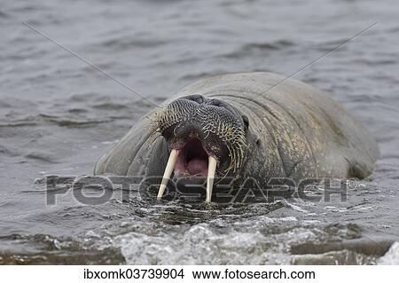 "Walrus (Odobenus rosmarus) with its mouth open, Phippsoya, Sjuoyane, Svalbard Archipelago, Svalbard and Jan Mayen, Norway, Europe" View Large Photo Image Picture - "Walrus (Odobenus rosmarus) with its mouth open, Phippsoya, Sjuoyane, Svalbard Archipelago, Svalbard and Jan Mayen, Norway, Europe". Fotosearch