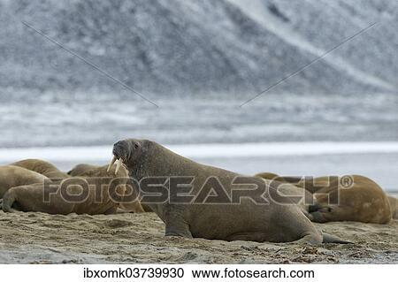Stock Image - "Walruses (Odobenus rosmarus), Phippsoya, Sjuoyane, Svalbard Archipelago, Svalbard and Jan Mayen, Norway, Europe". Fotosearch