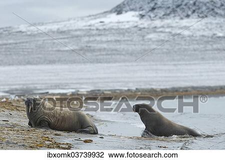 Stock Image - "Walruses (Odobenus rosmarus), Phippsoya, Sjuoyane, Svalbard Archipelago, Svalbard and Jan Mayen, Norway, Europe". Fotosearch