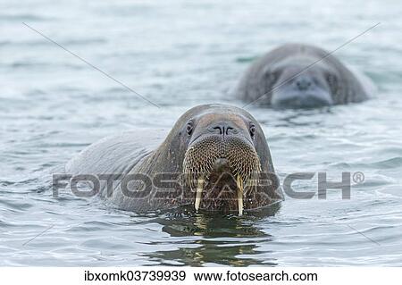 "Walruses (Odobenus rosmarus), Phippsoya, Sjuoyane, Svalbard Archipelago, Svalbard and Jan Mayen, Norway, Europe" View Large Photo Image Stock Photo - "Walruses (Odobenus rosmarus), Phippsoya, Sjuoyane, Svalbard Archipelago, Svalbard and Jan Mayen, Norway, Europe". Fotosearch