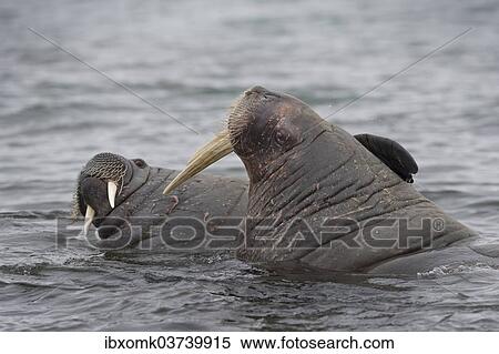 "Walruses (Odobenus rosmarus), Phippsoya, Sjuoyane, Svalbard Archipelago, Svalbard and Jan Mayen, Norway, Europe" View Large Photo Image Stock Photography - "Walruses (Odobenus rosmarus), Phippsoya, Sjuoyane, Svalbard Archipelago, Svalbard and Jan Mayen, Norway, Europe". Fotosearch
