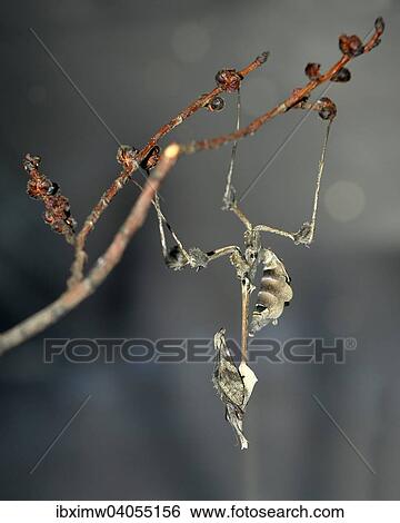 "Wandering Violin Mantis (Gongylus gongyloides) on a branch, native to Sri Lanka, captive" View Large Photo Image Stock Photograph - "Wandering Violin Mantis (Gongylus gongyloides) on a branch, native to Sri Lanka, captive". Fotosearch