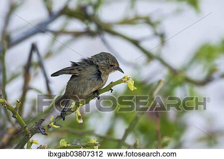 "Warbler Finch (Certhidea olivacea), Genovesa Island, Galapagos, Ecuador, South America" View Large Photo Image Stock Image - "Warbler Finch (Certhidea olivacea), Genovesa Island, Galapagos, Ecuador, South America". Fotosearch