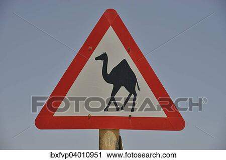 Stock Image - "Warning sign """"Caution camels"""", near Mirbat, Dhofar Region, Oman, Asia". Fotosearch