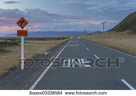 "Warning sign """"Caution Penguins"""" on a coastal road at dusk, Cape Palliser, Wellington Region, New Zealand, Oceania" View Large Photo Image Picture - "Warning sign """"Caution Penguins"""" on a coastal road at dusk, Cape Palliser, Wellington Region, New Zealand, Oceania". Fotosearch