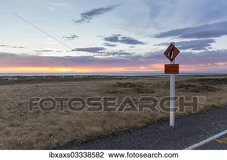 "Warning sign """"Caution Penguins"""" on a coastal road at dusk, Cape Palliser, Wellington Region, New Zealand, Oceania" View Large Photo Image Stock Image - "Warning sign """"Caution Penguins"""" on a coastal road at dusk, Cape Palliser, Wellington Region, New Zealand, Oceania". Fotosearch