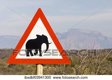 "Warning sign, elephants crossing, South Africa, Africa" View Large Photo Image Stock Image - "Warning sign, elephants crossing, South Africa, Africa". Fotosearch