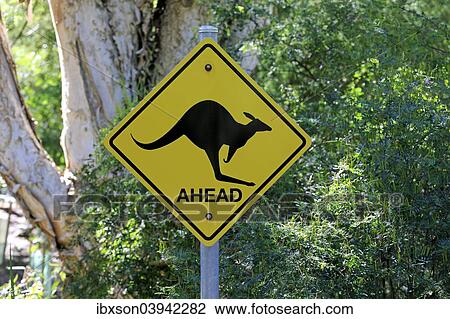 "Warning sign, Kangaroo, Wilsons Promontory National Park, Victoria, Australia, Oceania" View Large Photo Image Stock Image - "Warning sign, Kangaroo, Wilsons Promontory National Park, Victoria, Australia, Oceania". Fotosearch