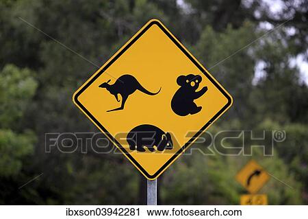 "Warning sign, koala, wombat, kangaroo, Victoria, Australia, Oceania" View Large Photo Image Stock Image - "Warning sign, koala, wombat, kangaroo, Victoria, Australia, Oceania". Fotosearch