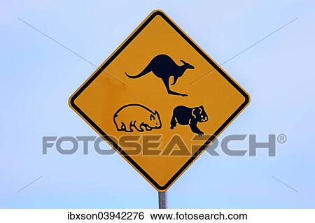 "Warning sign, koala, wombat, kangaroo, Victoria, Australia, Oceania" View Large Photo Image Stock Photograph - "Warning sign, koala, wombat, kangaroo, Victoria, Australia, Oceania". Fotosearch