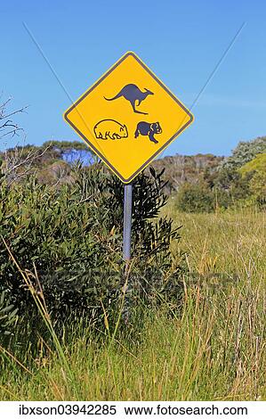 "Warning sign, koala, wombat, kangaroo, Victoria, Australia, Oceania" View Large Photo Image Stock Photography - "Warning sign, koala, wombat, kangaroo, Victoria, Australia, Oceania". Fotosearch