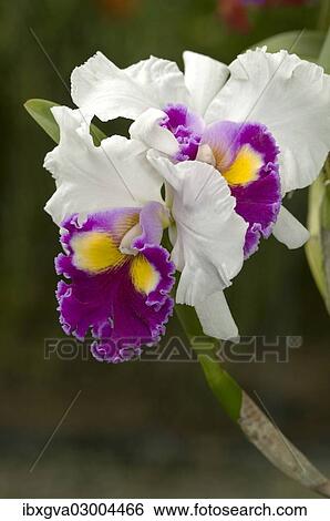 Stock Photograph - "Warscewicz's Cattley's orchid (Cattleya warscewiczii), cultivar, Phuket, Thailand, Asia". Fotosearch