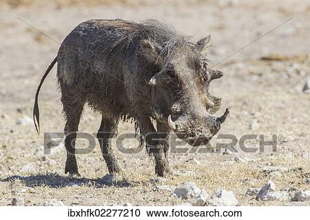 Stock Image - "Warthog (Phacochoerus aethiopicus), Etosha National Park, Namibia, Africa". Fotosearch