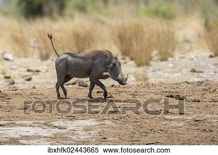 Stock Photography - "Warthog (Phacochoerus aethiopicus), Khaudum National Park, Namibia, Africa". Fotosearch