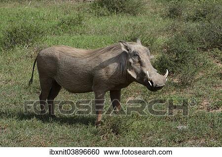 "Warthog (Phacochoerus africanus), Addo Elephant National Park, Eastern Cape, South Africa, Africa" View Large Photo Image Stock Image - "Warthog (Phacochoerus africanus), Addo Elephant National Park, Eastern Cape, South Africa, Africa". Fotosearch