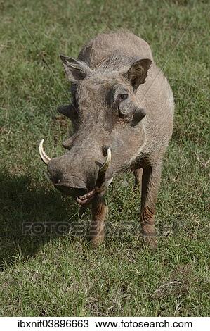 "Warthog (Phacochoerus africanus), Addo Elephant National Park, Eastern Cape, South Africa, Africa" View Large Photo Image Stock Image - "Warthog (Phacochoerus africanus), Addo Elephant National Park, Eastern Cape, South Africa, Africa". Fotosearch