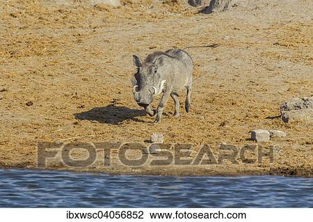 "Warthog (Phacochoerus africanus) at a waterhole, Etosha National Park, Namibia, Africa" View Large Photo Image Stock Image - "Warthog (Phacochoerus africanus) at a waterhole, Etosha National Park, Namibia, Africa". Fotosearch