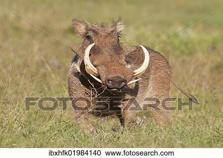 "Warthog (Phacochoerus africanus) at Addo Elephant Park, South Africa, Africa" View Large Photo Image Stock Image - "Warthog (Phacochoerus africanus) at Addo Elephant Park, South Africa, Africa". Fotosearch