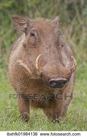 "Warthog (Phacochoerus africanus) at Addo Elephant Park, South Africa, Africa" View Large Photo Image Stock Photo - "Warthog (Phacochoerus africanus) at Addo Elephant Park, South Africa, Africa". Fotosearch