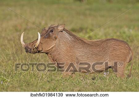 Stock Photo - "Warthog (Phacochoerus africanus) at Addo Elephant Park, South Africa, Africa". Fotosearch