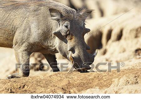 "Warthog (Phacochoerus africanus), boar ingesting minerals, Lower Zambezi National Park, Zambia, Africa" View Large Photo Image Picture - "Warthog (Phacochoerus africanus), boar ingesting minerals, Lower Zambezi National Park, Zambia, Africa". Fotosearch