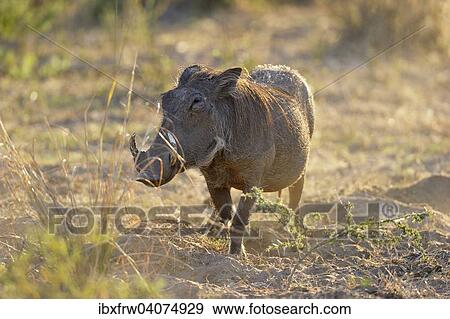 "Warthog (Phacochoerus africanus), boar in backlight, Lower Zambezi National Park, Zambia, Africa" View Large Photo Image Stock Photo - "Warthog (Phacochoerus africanus), boar in backlight, Lower Zambezi National Park, Zambia, Africa". Fotosearch