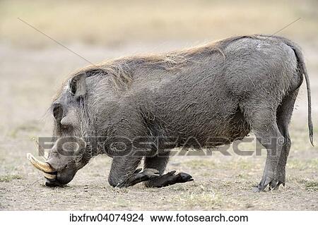 "Warthog (Phacochoerus africanus), old boar, feeding on short grass, Sweetwater Game Reserve, Kenya, Africa" View Large Photo Image Picture - "Warthog (Phacochoerus africanus), old boar, feeding on short grass, Sweetwater Game Reserve, Kenya, Africa". Fotosearch