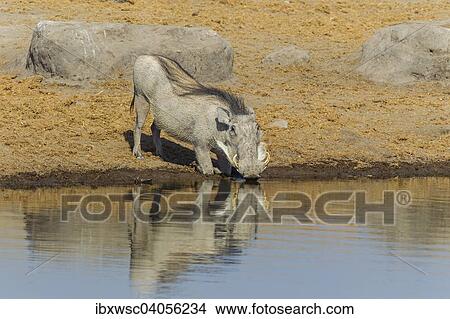 "Warthog (Phacochoerus africanus) drinking at a waterhole, Etosha National Park, Namibia, Africa" View Large Photo Image Picture - "Warthog (Phacochoerus africanus) drinking at a waterhole, Etosha National Park, Namibia, Africa". Fotosearch