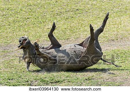"Warthog (Phacochoerus africanus), wallowing, Maasai Mara National Reserve, Kenya, Africa" View Large Photo Image Stock Image - "Warthog (Phacochoerus africanus), wallowing, Maasai Mara National Reserve, Kenya, Africa". Fotosearch