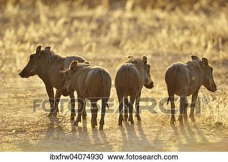 "Warthog (Phacochoerus africanus), warthog family in the backlight, Lower Zambezi National Park, Zambia, Africa" View Large Photo Image Stock Image - "Warthog (Phacochoerus africanus), warthog family in the backlight, Lower Zambezi National Park, Zambia, Africa". Fotosearch